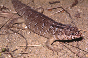 Silubosaurus hoserae or otherwise known as Egernia hoserae